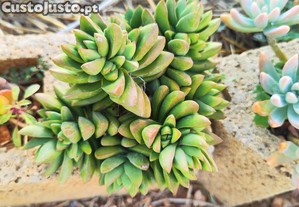 Suculentas plantas em grande variedade