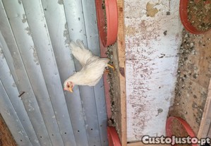 imagem_3