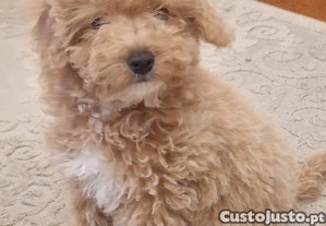 Caniche ou Poodle Toy