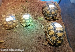 Tartarugas terrestres