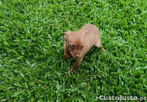 imagem_4