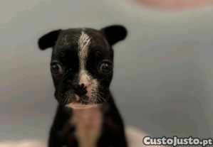 imagem_1