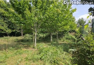 Terreno ccampo com castanheiros