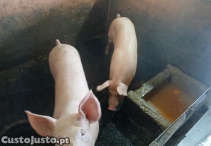 Marroa 6 messes