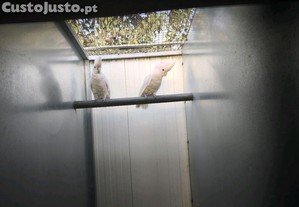 imagem_4