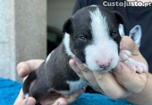 Bull Terrier Miniatura Macho com LOP