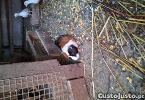 imagem_2