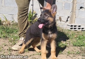 Pastor alemo de beleza