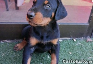 imagem_3