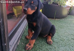 imagem_5