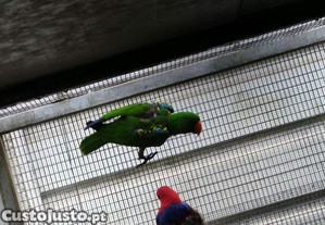 imagem_4