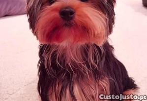 imagem_3