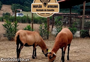 Muflo Africano / Ovelhas dos Camares