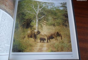 imagem_4