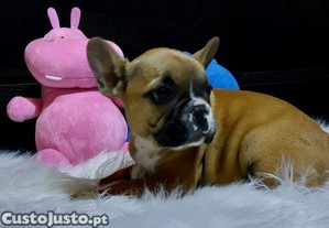 imagem_7