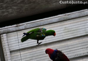 imagem_5