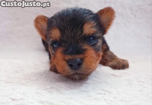 imagem_5