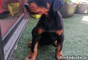 imagem_4
