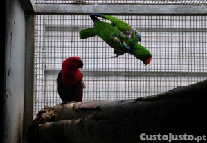 imagem_2