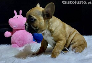 imagem_8
