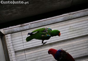 imagem_6