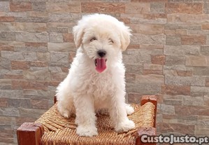 Lindo beb macho