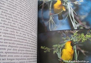 imagem_6