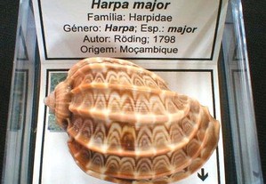 Búzio-Harpa major caixa 6x6cm