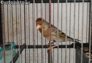 Ave de canto troco por canários ou por outras aves do meu interesse