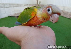 imagem_1