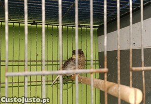 imagem_6