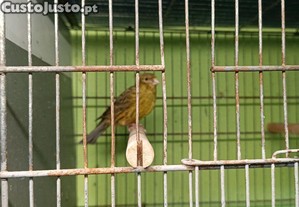 imagem_7