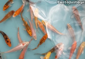 Carpas nishikigoi ( koi)