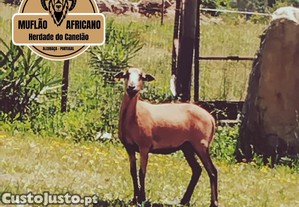 Ovelhas dos Camares / Mufles Africanos