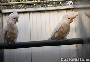 imagem_7