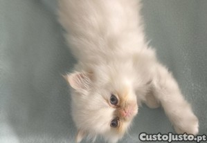 Gatinha persa branca