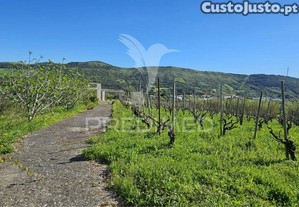 imagem_11