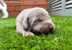 Braco weimaraner