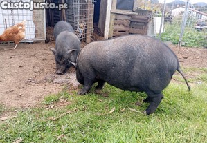 Casal de porcos vietnamitas, adultos.