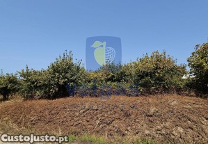 imagem_20