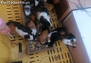 imagem_3