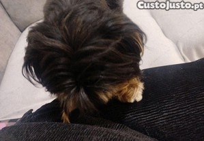 imagem_2
