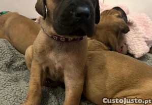 Dogue alemao dourado