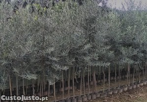 Oliveiras Galega para olival ou jardim