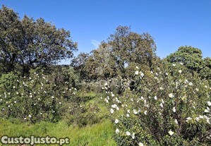 Terreno rustico com 4,625 hectares