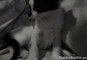 imagem_6