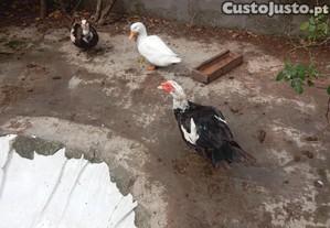 imagem_2