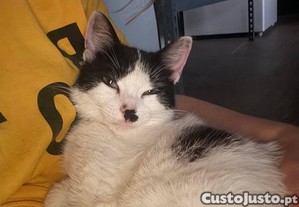 Flora, gata juvenil ESTERILIZADA disponvel para adoo responsvel