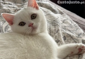 Gatinho Scottish Straight