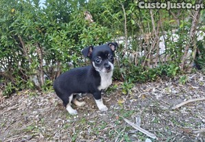 Chihuahua fmea miniatura pelo curto disponvel para entrega imediata